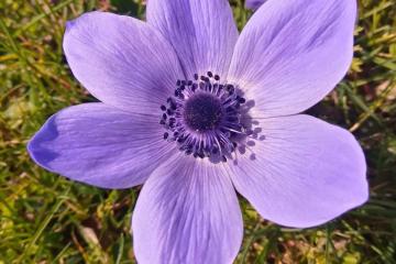 19ème Bulle de bonne humeur Pour le plaisir des yeux, Henri nous offre cette fleur qui pousse actuellement dans nos jardins, elle fleurit de février à avril et son nom ne s'invente pas, Anémone Coronaria !